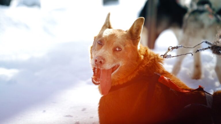 DOG SLEDDING INTO ALBERTA (WE GOT A DRONE PERMIT!)